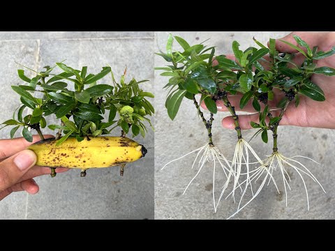 Vídeo: Quina Planta S’anomena Omik