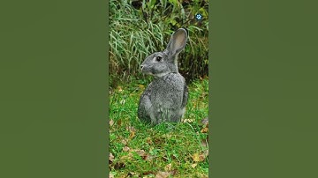 Do Their Ears Tell You How a Rabbit Feels?