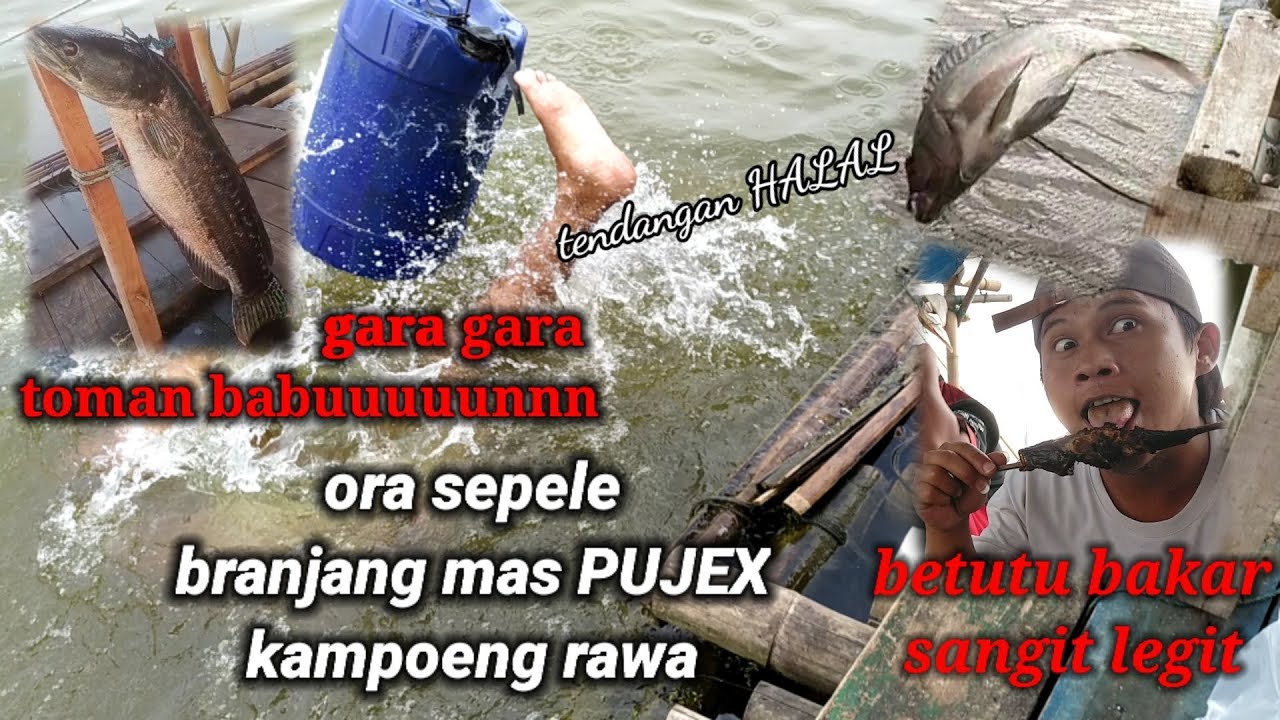 BRANJANG RAWA PENING. siapkan karung kalau jaring ikan di sini.!!