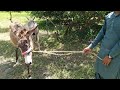 Power full donkey breeding process 