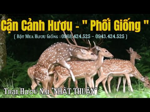 Video: Coitus Gián đoạn ảnh Hưởng đến Ham Muốn Tình Dục Như Thế Nào