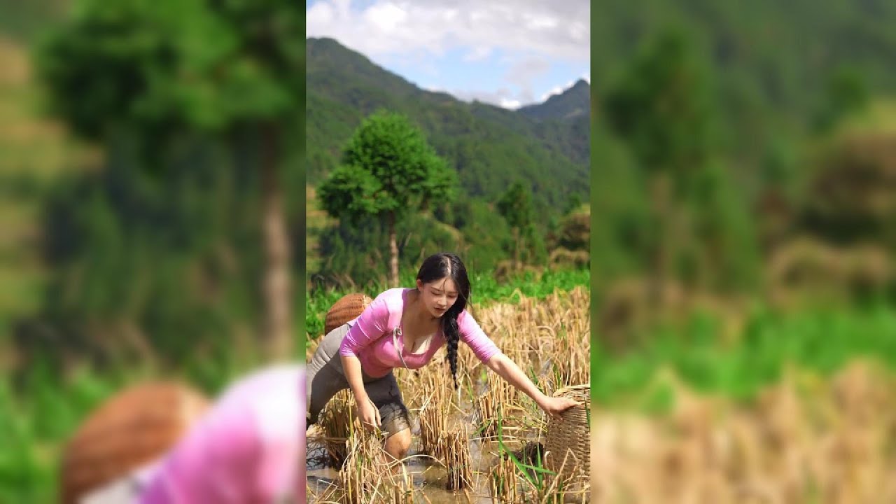 Life of a Mountain Girl | Dong Lao Tribe - Village girl catching fish in the rice field