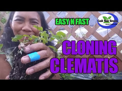 Video: Reproduction Of Clematis By Cuttings In Summer: How To Propagate By Cuttings In July? A Detailed Description Of The Process, Rooting At Home