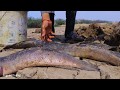 Dry Season Killing Giant Fish In Underground Hole , Finding And Catching By Legend Fishing