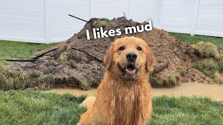 I Let My Dog Take a Mud Bath