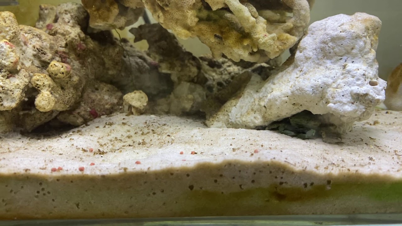 Emerald crab feeding video Part I YouTube