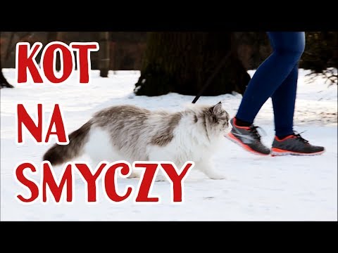 Wideo: Dlaczego Kot Potrzebuje Smyczy