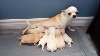 Busy Momma  chihuahua pups at the milk bar