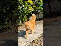Kucing Oren Warna Menyala 🔥
