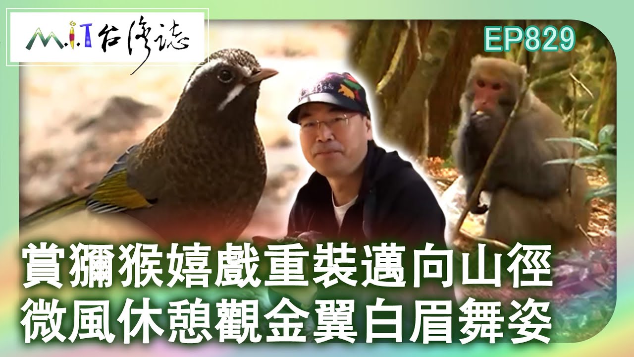 賞獼猴嬉戲重裝邁向山徑 微風休憩觀金翼白眉舞姿｜臺中市和平區 麥覺明【@ctvmit829集】