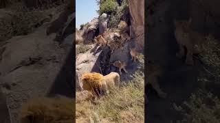 The bond within a lion pride is a powerful balance of strength