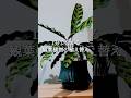 【インテリアグリーン】1分で観葉植物の植え替えのやり方を解説 #shorts #観葉植物のある暮らし #観葉植物初心者