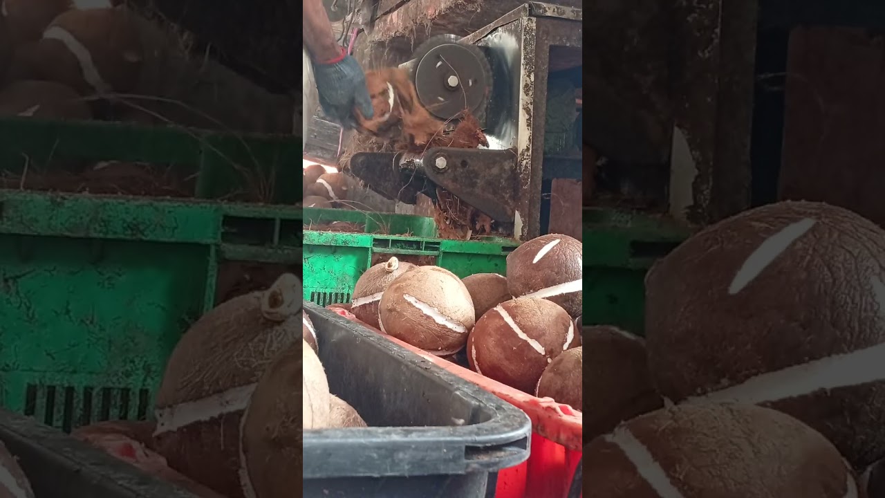 How to machines Coconut (Malaysia real lifestyle) 