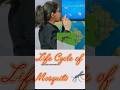 life cycle of mosquito🦟| मच्छर का जीवन चक्र|