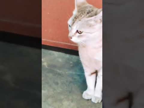 वीडियो: बिल्ली उदास क्यों है
