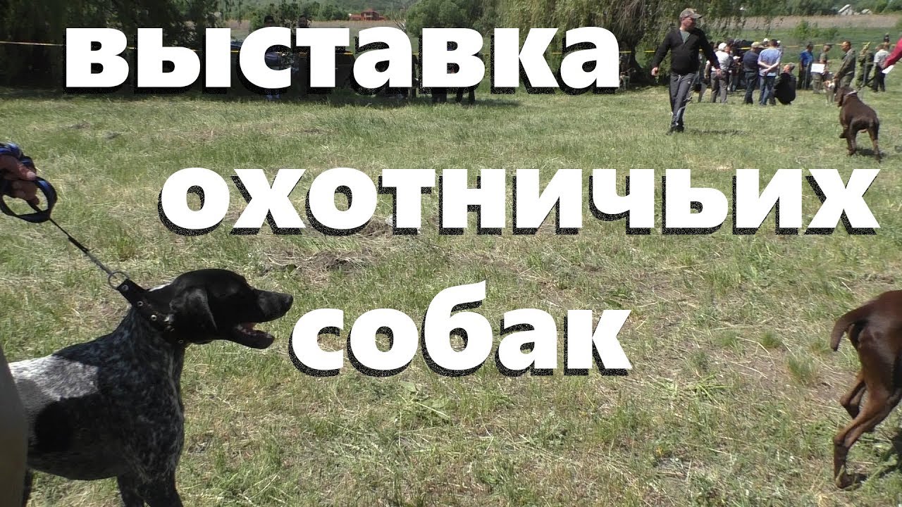 Выставка охотничьих собак. 2019