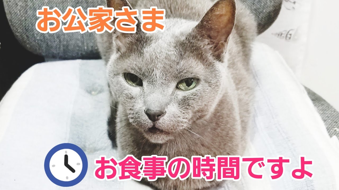 15歳のロシアンブルーお食事の事情#老猫#ロシアンブルー - YouTube