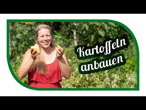 Video: Welche Bakterien wachsen auf Kartoffeln?