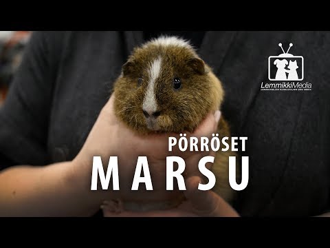 Video: Kuinka Hoitaa Vuotava Nenä Marsuissa