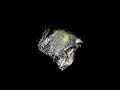 rodent on microCT scan