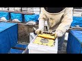 Strafor Kovanlar İçin İlk İzlenimimizin Cevabı Videomuzda #bal#polen#propolis#doğa#doğalyaşam#köy