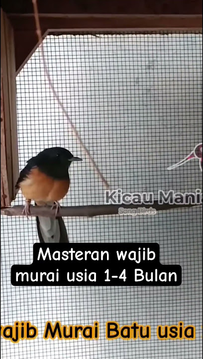 masteran wajib murai batu usia 1-4 bulan #masteranmuraibatu