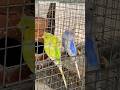 | 🐦 Beautiful Helicopter Budgies Couple | 💖 #shorts #helicopterbudgies #budgies #birds #lovebirds