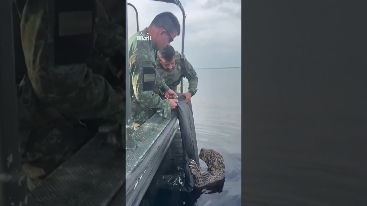 Wounded jaguar rescued from river by Brazilian military police