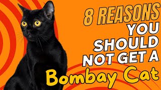 8 Reasons You SHOULD NOT Get a Bombay Cat 🚫😺