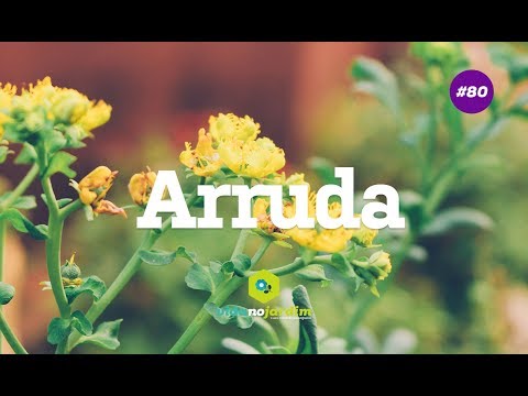 Vídeo: Arruda Perfumada - Propriedades úteis, Cultivo E Aplicação De Receitas De Arruda Perfumada