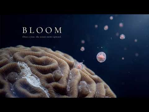 Bloom