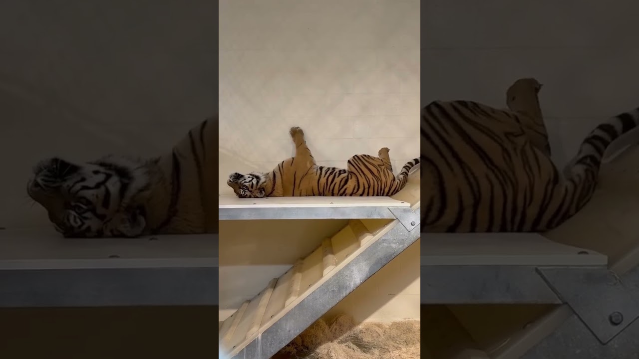 Избалованный тигр 🐯😂🧡