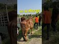 16 लीटर वाली गिर गाय कितने में ख़रीदी😱👌#shorts #gircow #farmerchoice