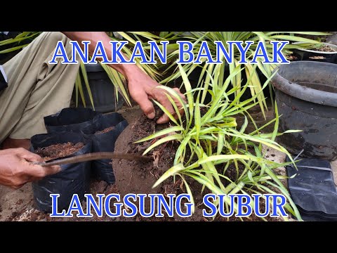 Video: Memisahkan Tanaman Yucca: Pelajari Cara Memisahkan Yucca