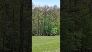 Lainzer Tiergarten beautiful green forest is located in the 13th Vienna