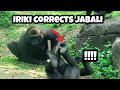 Iriki corrects Jabali — D'jeeco rushes over to keep things fair艾媽管教呷百二，迪亞哥衝去主持公道