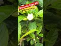 Motorola Edge 60 Fusion Macro len Camera 📷 Click Closer Pictures #brijtech #camerasettings
