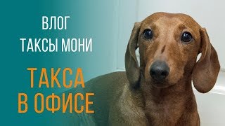 Трудовые будни таксы Мони - смешное видео Трудовые будни таксы Мони - смешное видео