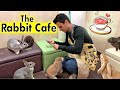 The rabbit cafe tokyo japan  bunny cafe japan  usa cafe mimi