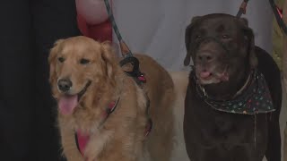 Panama City businesses welcome dogs with first-ever Downtown Pup Crawl