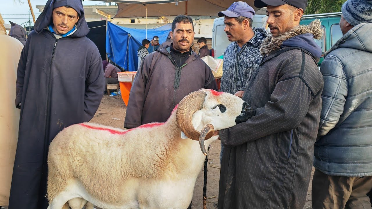 رأس سوق حولي سوبر ب6300درهم شراه كساب، مباشرة من سوق سبت سطات مع اتمنة الخروف الكسابي والحولي