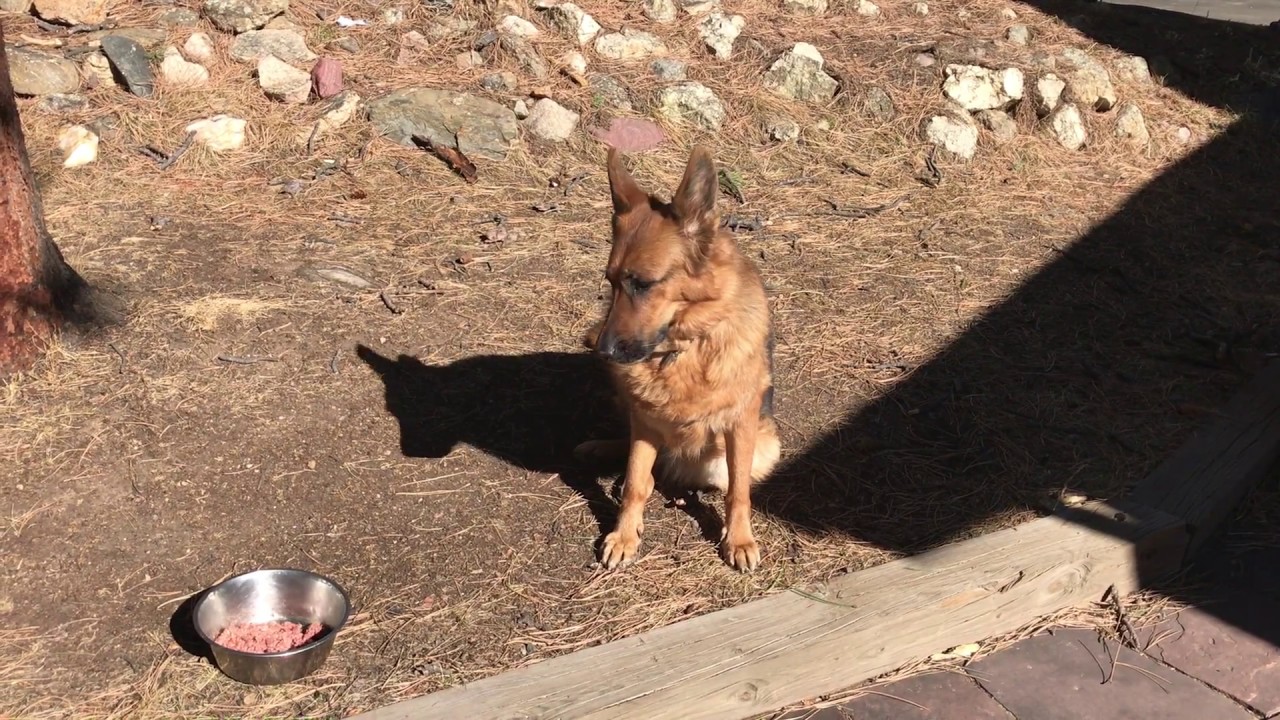 modeling Raw Dog Food HVM Beef Blend