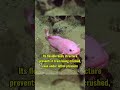 The Fish That Survives 600x Earth’s Pressure #facts #history #didyouknow