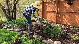 Divide & Transplant ~ Hosta, Pulmonaria, Hellebore & Saponaria ~ Free Plants // Suburban Oasis