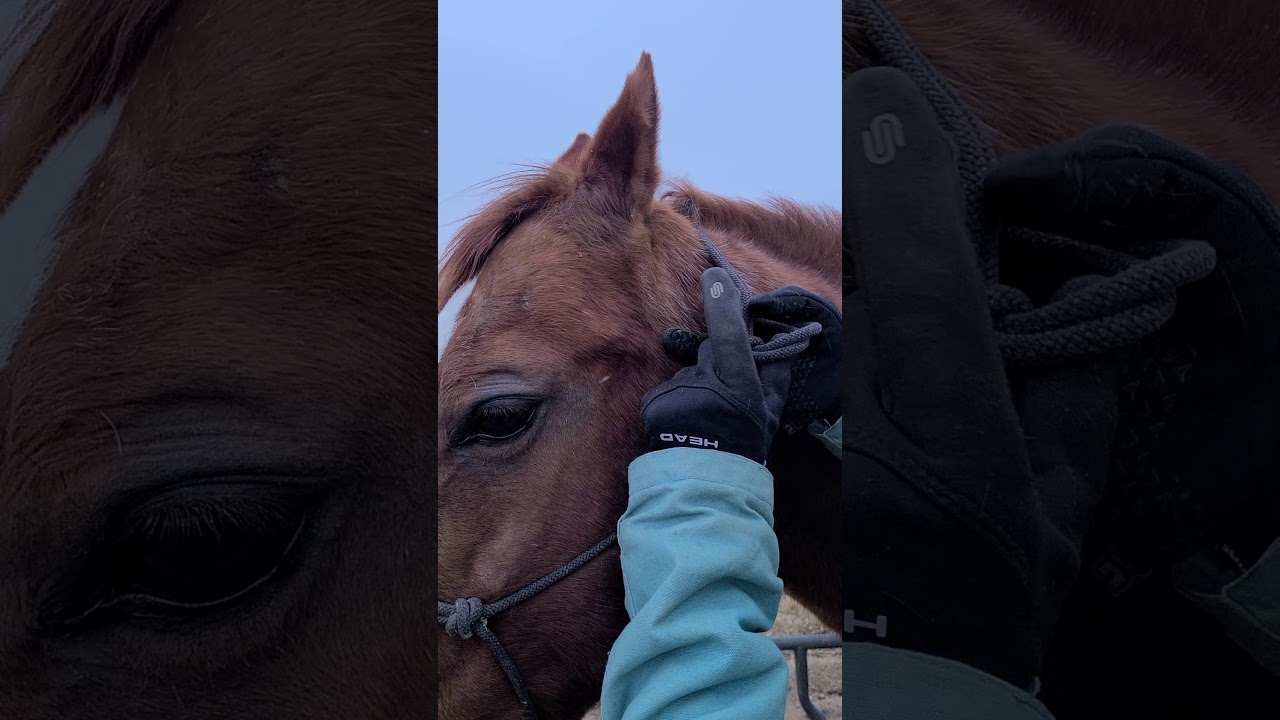 How to tie a rope halter correctly YouTube