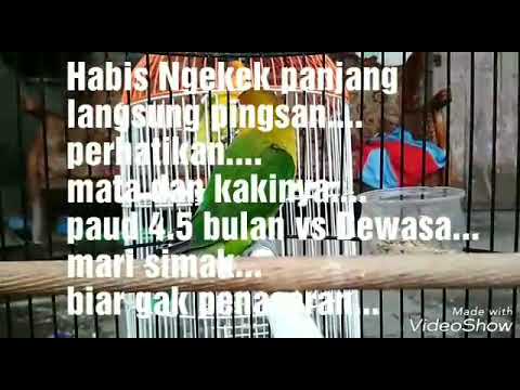 Cara mengatasi Lovebird pingsan sehabis Ngekek