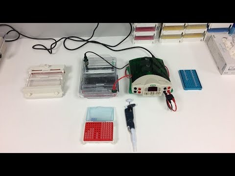 Agaroz Jel Elektroforezi (PCR sonrası DNA örneklerinde)