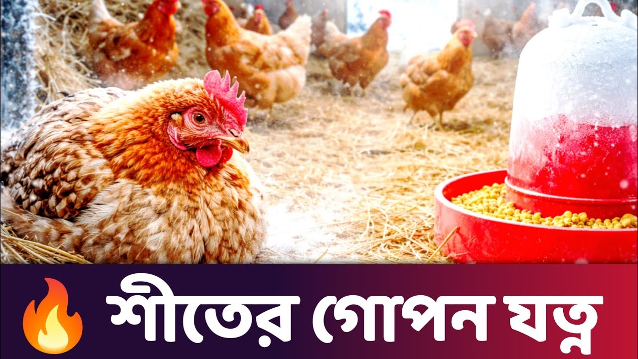 শীতে মুরগি বাঁচাতে এই কাজগুলো করতেই হবে | Poultry Winter Care।