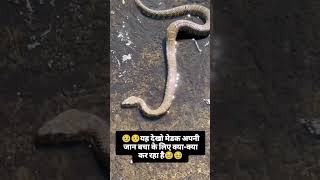 देखो मैड़क अपनी जान बचाने की कितनी कोसिस कर रहा है
