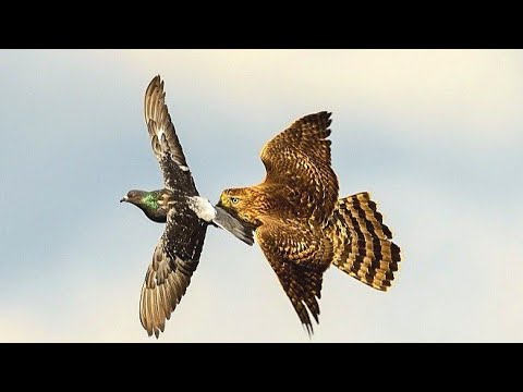 Ястриб Тетиревятник АТАКУЕТ Голубя!!! // Goshawk attacks pigeons!!!
